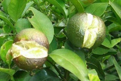 果實(shí)到底為什么會(huì)裂果，原因居然是這些！